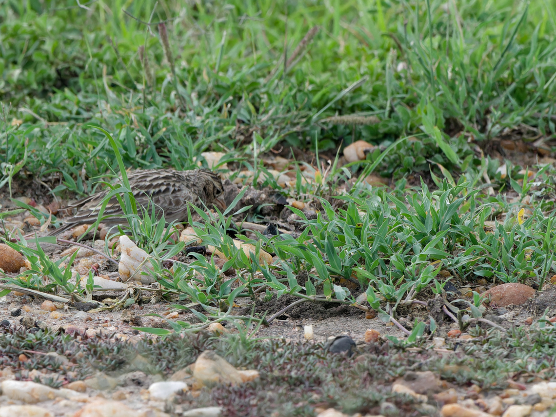 Somali Short-toed Lark, Kenya  Alaudala somalica,Geotagged,Kenya,Somali short-toed lark,Summer