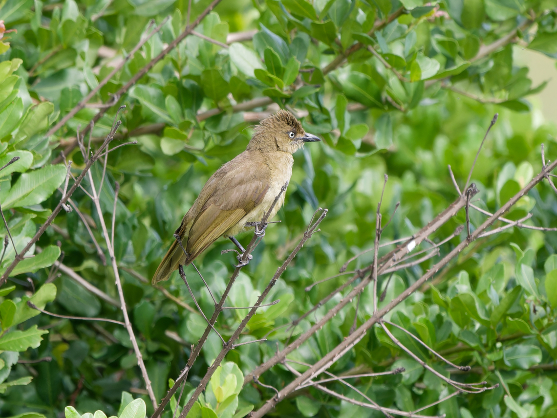 Sombre Greenbul, Kenya  Andropadus importunus,Geotagged,Kenya,Sombre Greenbul,Summer