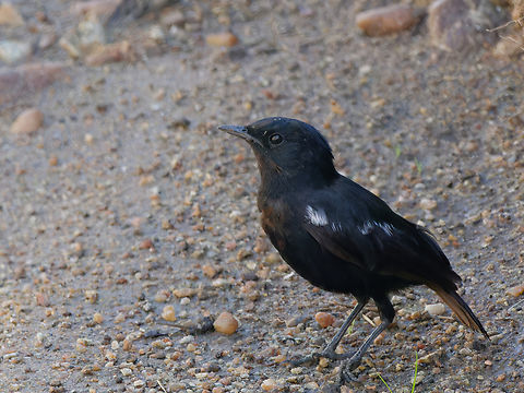 Sooty Chat, Kenya  Geotagged,Kenya,Myrmecocichla nigra,Sooty chat,Summer
