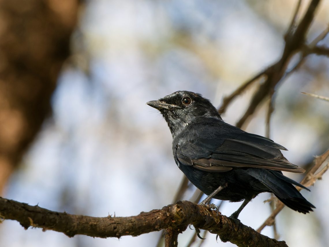 Southern Black-flycatcher, Kenya  Geotagged,Kenya,Melaenornis pammelaina,Southern black flycatcher,Winter