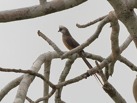 Speckled Mousebird, Kenya ssp. mombassicus Colius striatus,Geotagged,Kenya,Speckled Mousebird,Summer