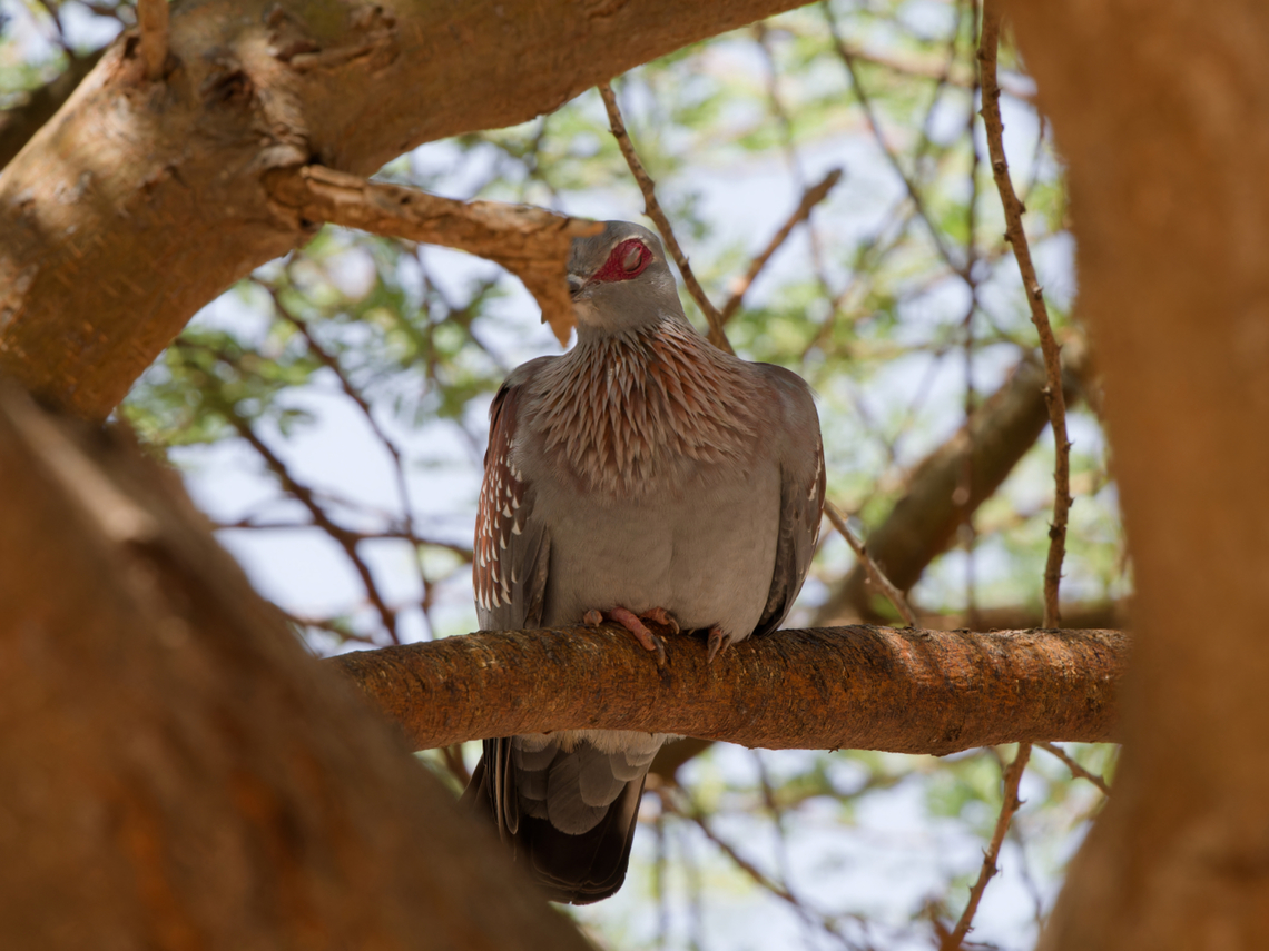 Speckled Pigeon, Kenya  Columba guinea,Geotagged,Kenya,Speckled Pigeon,Winter