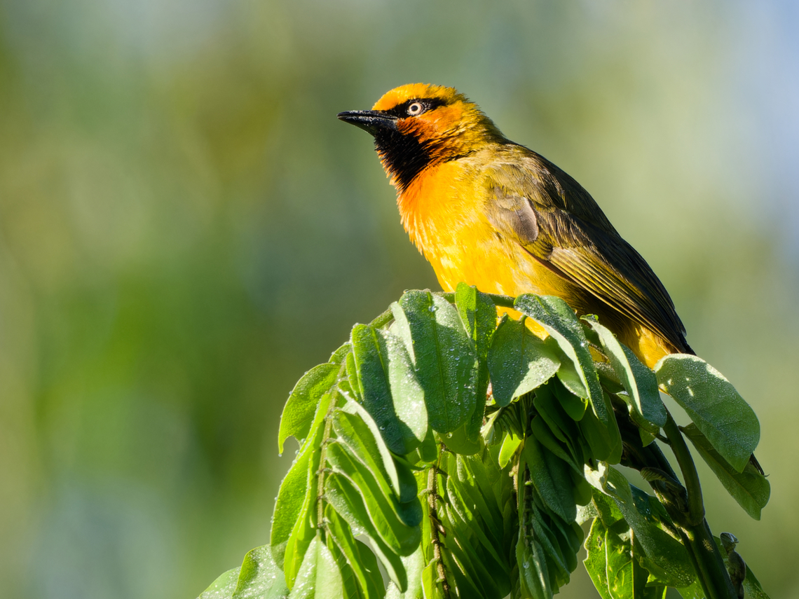 Spectacled Weaver, Kenya  Geotagged,Kenya,Ploceus ocularis,Spectacled weaver,Summer