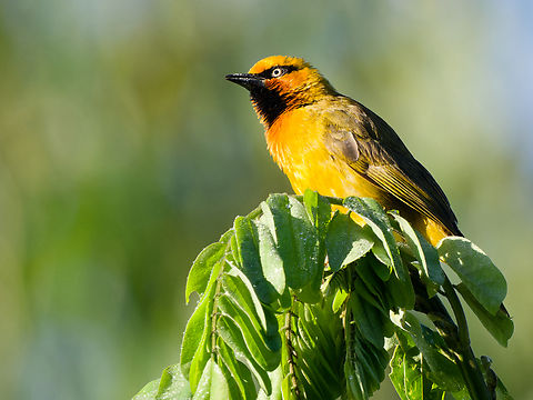 Spectacled Weaver, Kenya  Geotagged,Kenya,Ploceus ocularis,Spectacled weaver,Summer