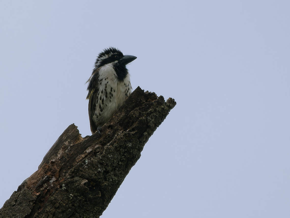 Spot-flanked Barbet, Kenya  Geotagged,Kenya,Spot-flanked barbet,Summer,Tricholaema lacrymosa
