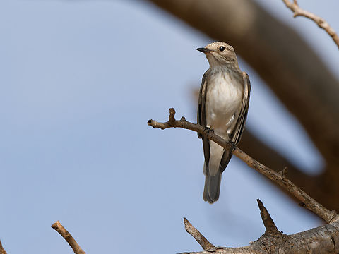 Spotted Flycatcher, Kenya  Geotagged,Kenya,Muscicapa striata,Spotted Flycatcher,Summer