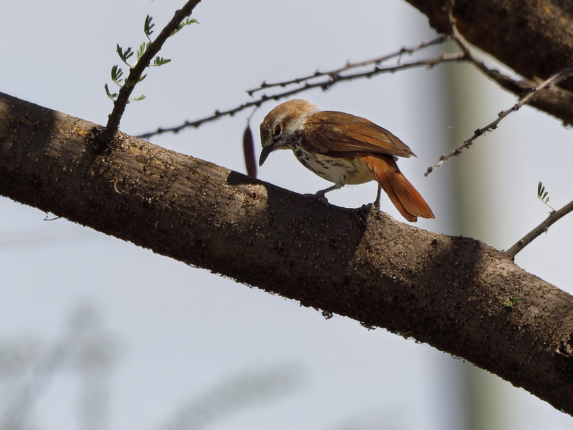 Spotted Palm Thrush, Kenya old name Spotted Morning Thrush Cichladusa guttata,Geotagged,Kenya,Spotted palm thrush,Winter