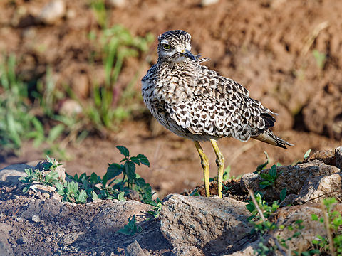 Spotted Thick-knee, Kenya  Burhinus capensis,Geotagged,Kenya,Spotted Thick-knee,Summer
