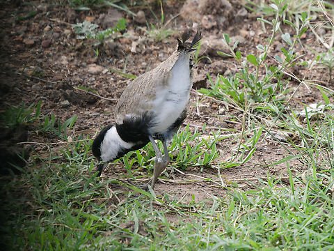 Spur-winged Lapwing, Kenya  Geotagged,Kenya,Spur-winged lapwing,Summer,Vanellus spinosus
