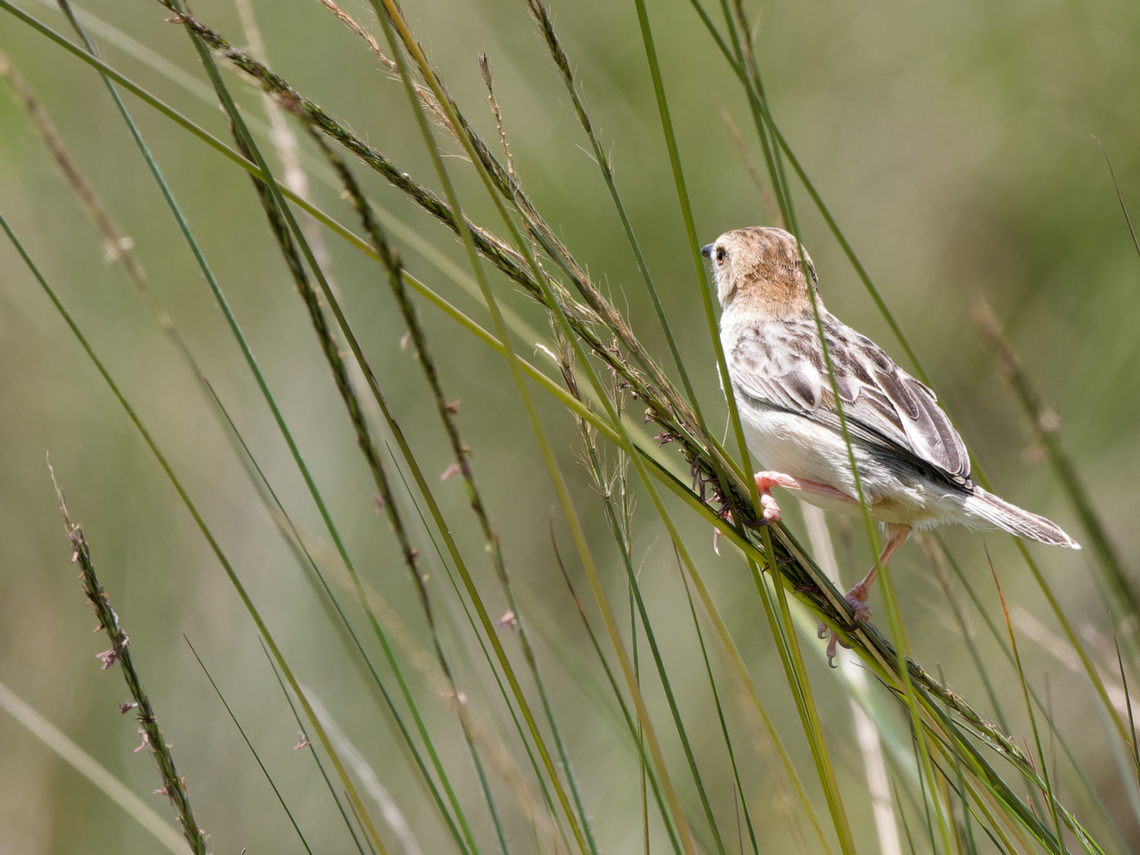 Stout Cisticola, Kenya  Cisticola robustus,Geotagged,Kenya,Stout cisticola,Summer