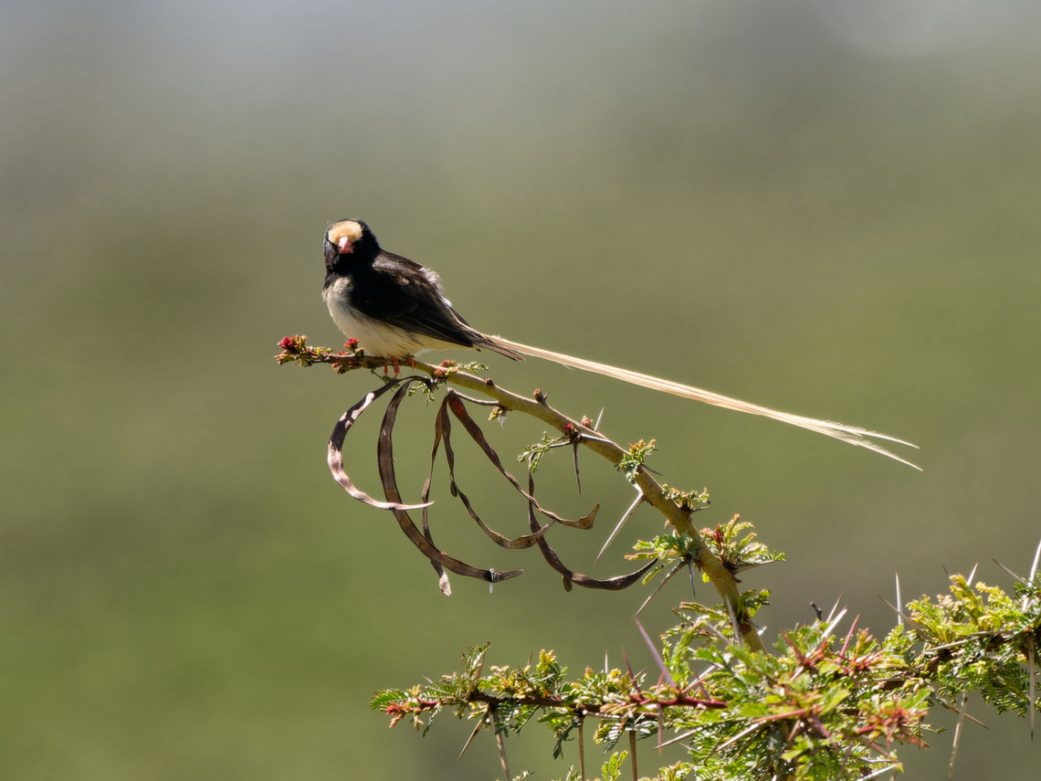 Straw-tailed Whydah, Kenya  Geotagged,Kenya,Straw-tailed Whydah,Summer,Vidua fischeri