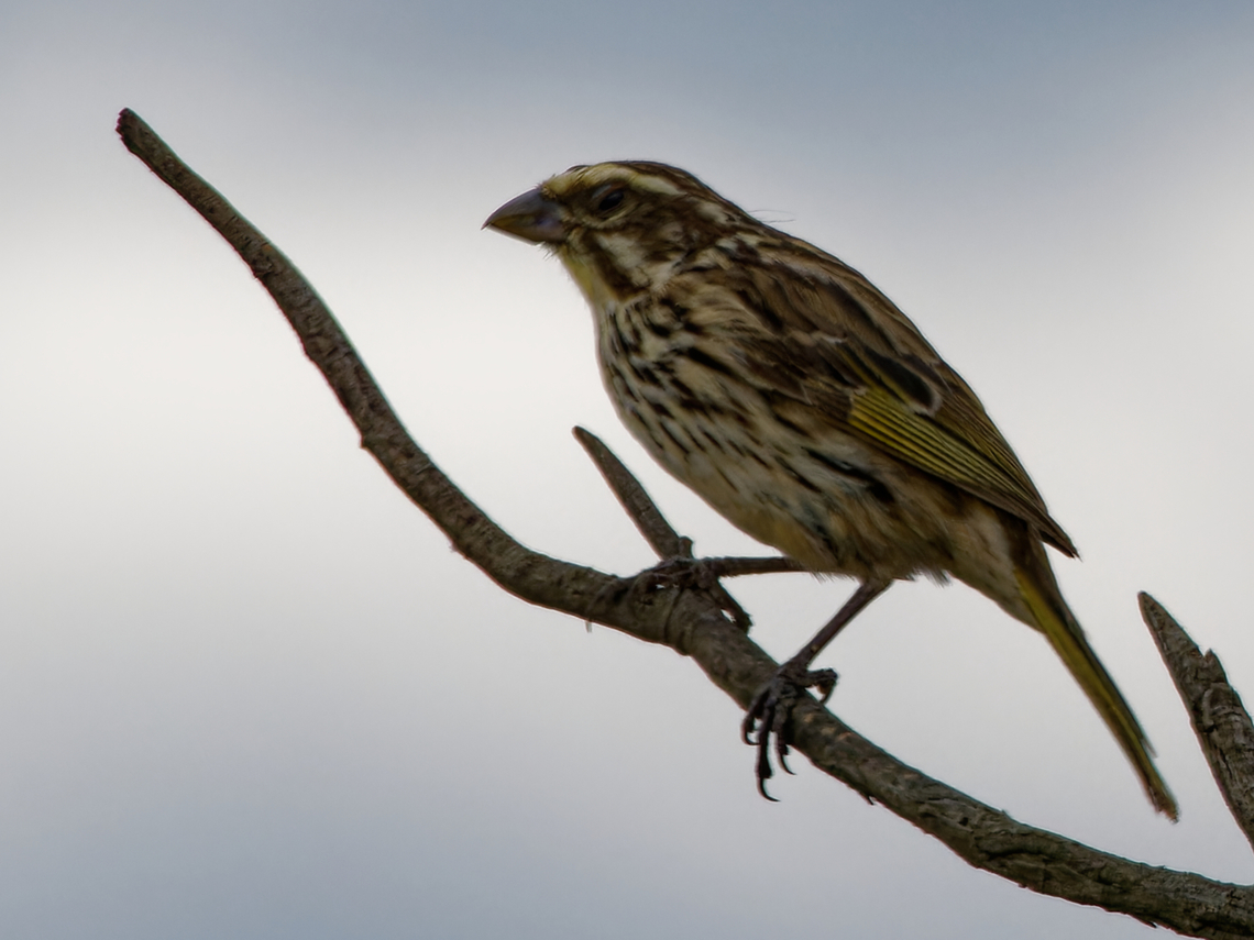 Streaky Seedeater, Kenya  Crithagra striolata,Geotagged,Kenya,Streaky seedeater,Summer
