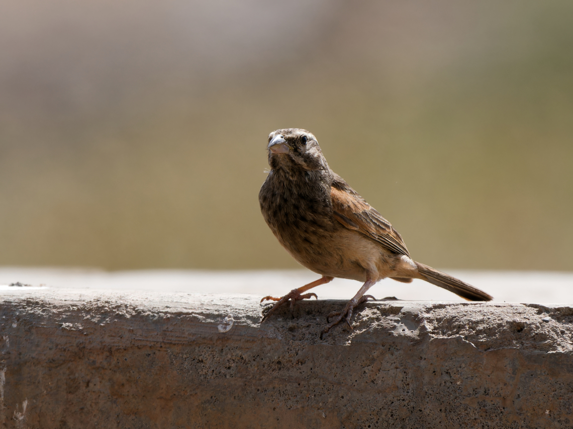 Striolated Bunting, Kenya  Emberiza striolata,Geotagged,Kenya,Striolated bunting,Winter