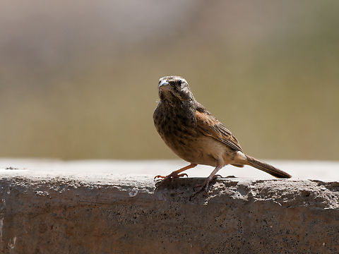 Striolated Bunting, Kenya  Emberiza striolata,Geotagged,Kenya,Striolated bunting,Winter