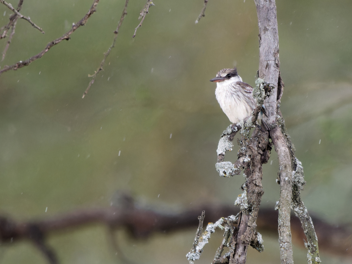 Striped Kingfisher, Kenya in the rain Geotagged,Halcyon chelicuti,Kenya,Striped kingfisher,Summer