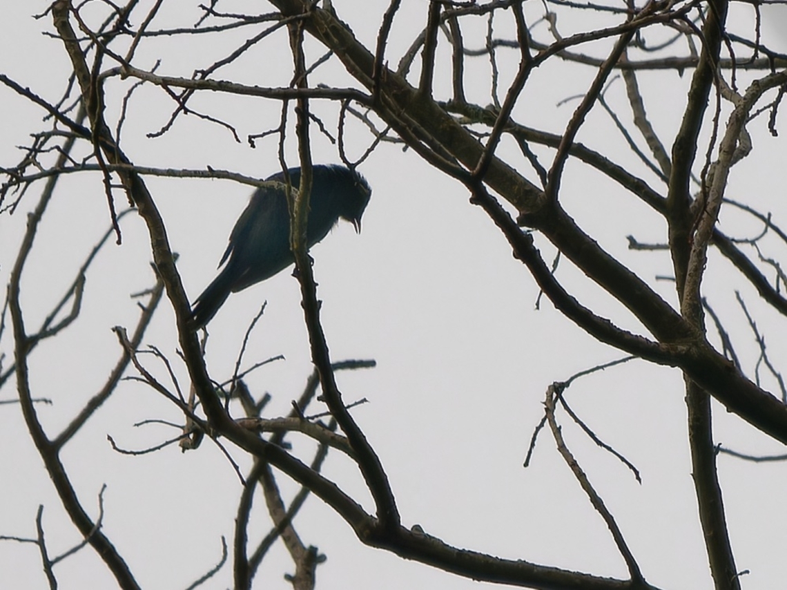 Stuhlmann's Starling, Kenya  Geotagged,Kenya,Poeoptera stuhlmanni,Stuhlmanns starling,Winter