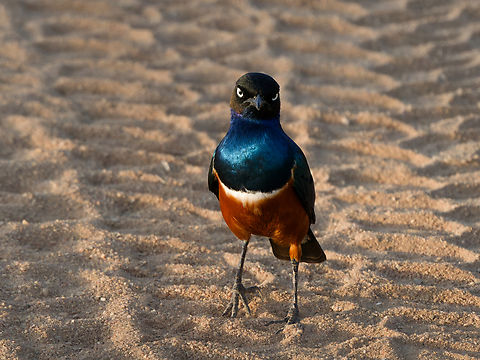 Superb Starling, Kenya  Geotagged,Kenya,Lamprotornis superbus,Summer,Superb Starling