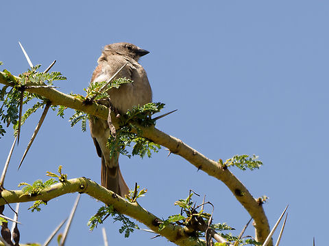 Swahili sparrow