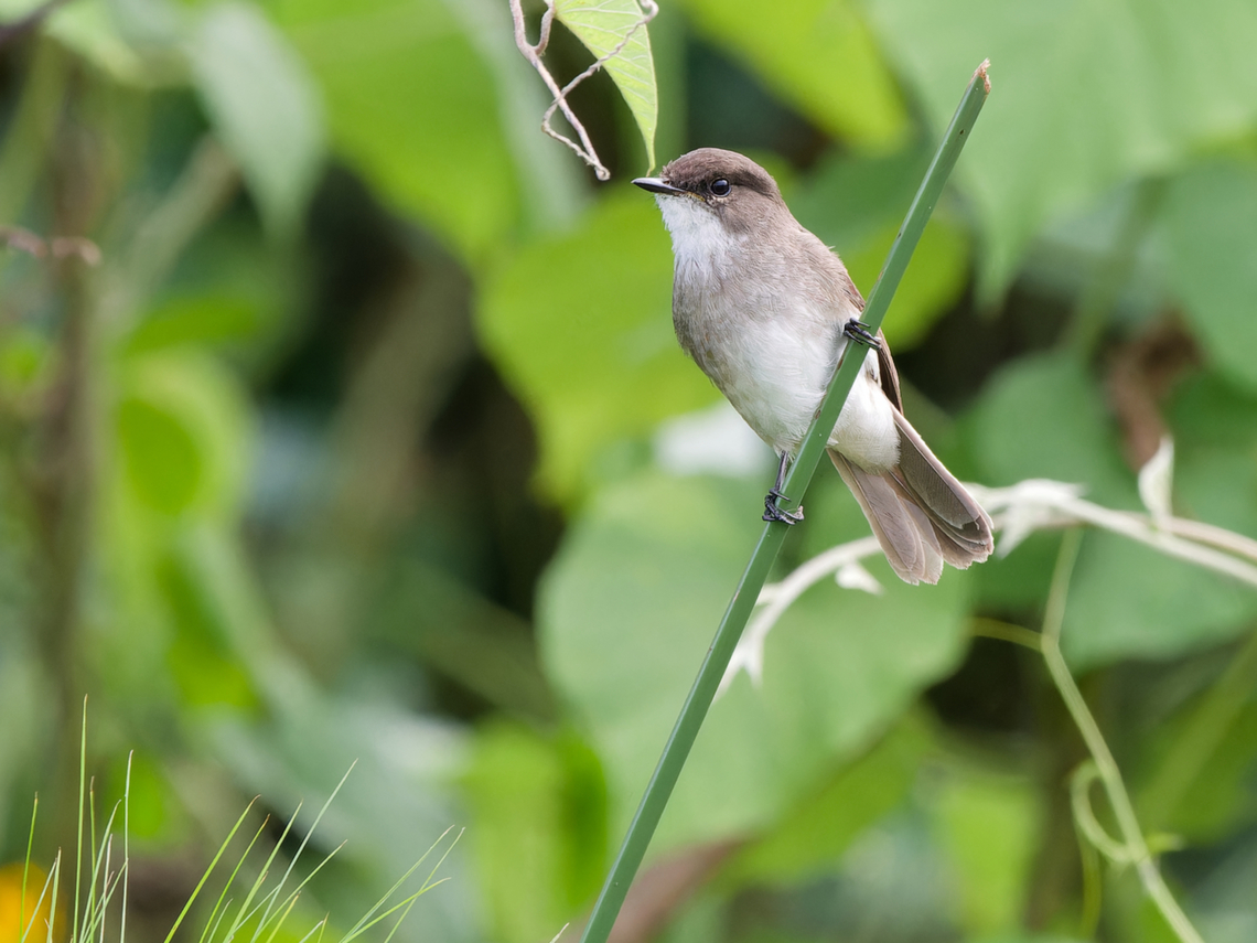 Swamp Flycatcher, Kenya  Geotagged,Kenya,Muscicapa aquatica,Summer,Swamp flycatcher