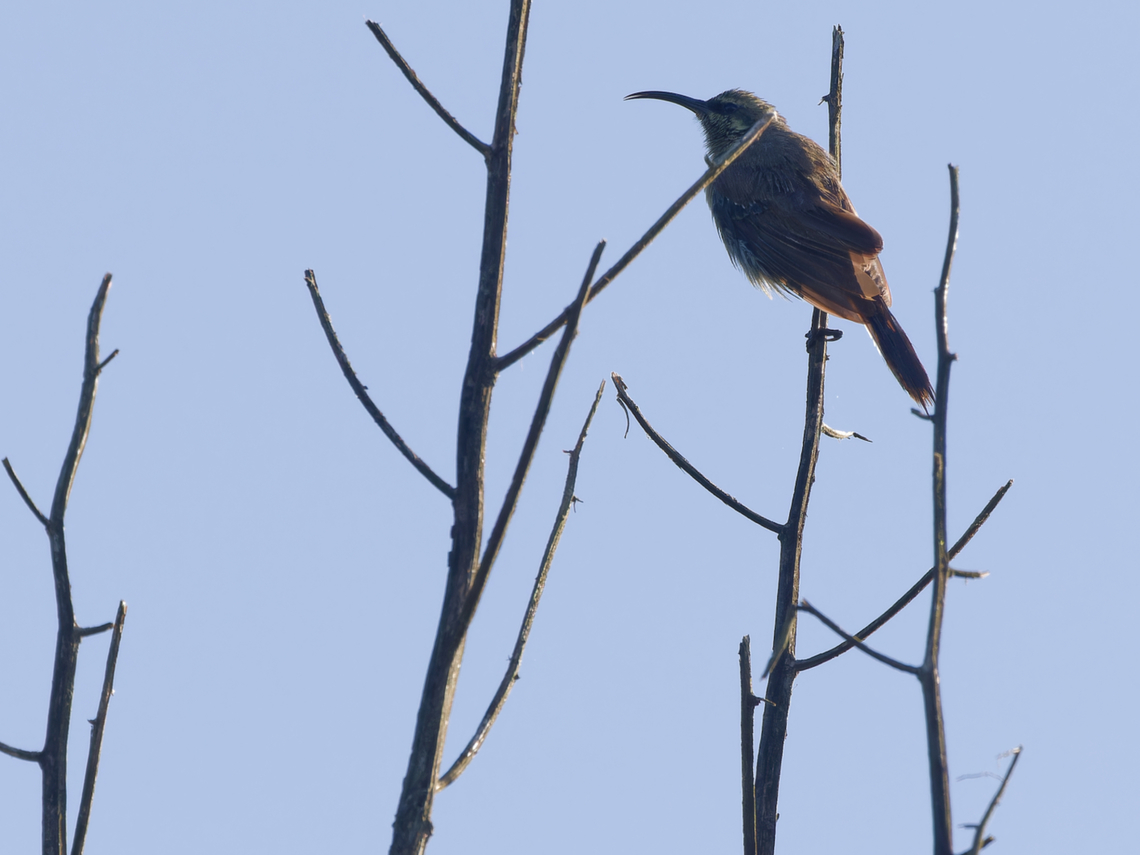 Tacazze Sunbird, female, Kenya  Geotagged,Kenya,Nectarinia tacazze,Summer,Tacazze sunbird