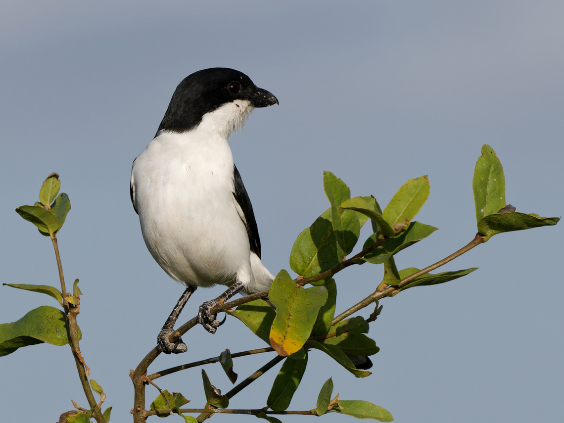 Taita Fiscal, Kenya  Geotagged,Kenya,Lanius dorsalis,Taita fiscal,Winter