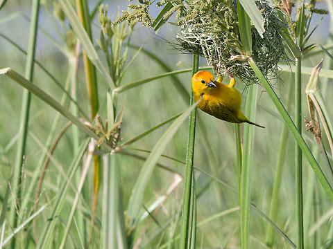 Taveta Weaver, Kenya eBird name Taveta Golden Weaver Geotagged,Kenya,Ploceus castaneiceps,Summer,Taveta weaver