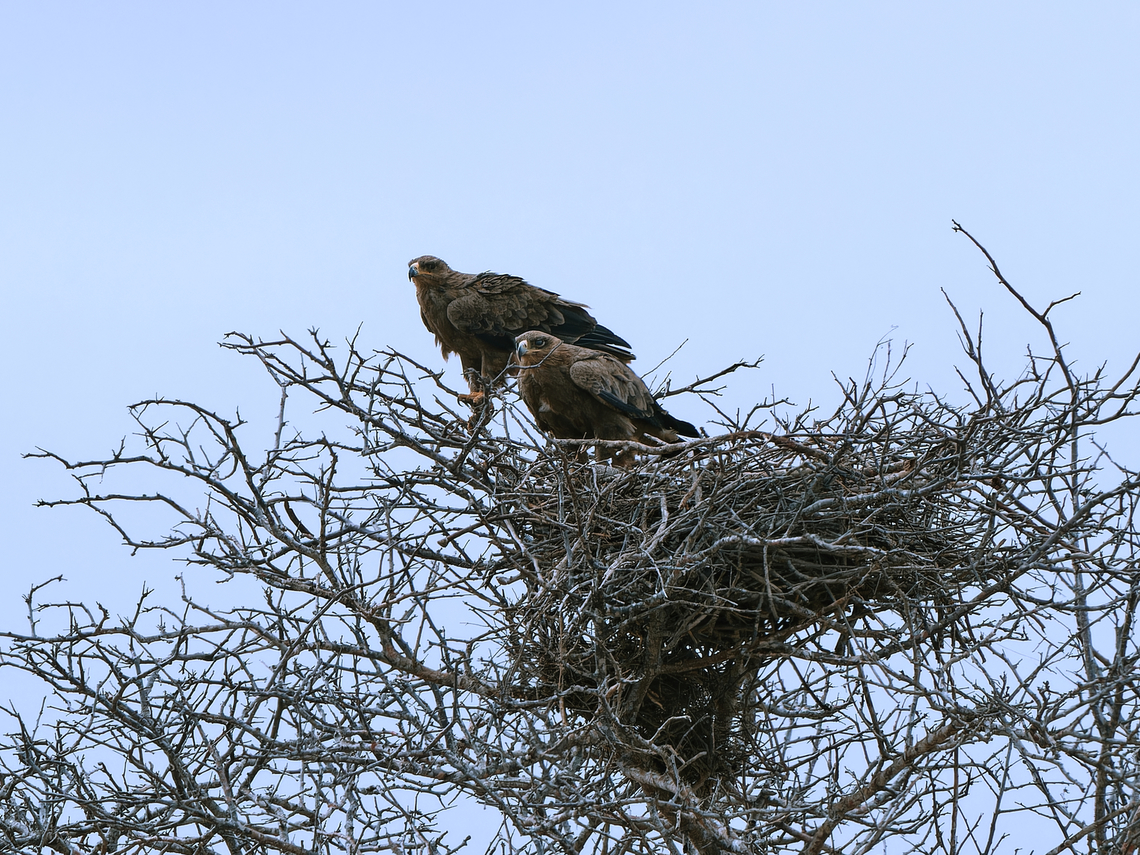 Tawny Eagle, couple on a nest, Kenya  Aquila rapax,Geotagged,Kenya,Summer,Tawny Eagle