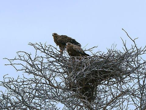 Tawny Eagle, couple on a nest, Kenya  Aquila rapax,Geotagged,Kenya,Summer,Tawny Eagle