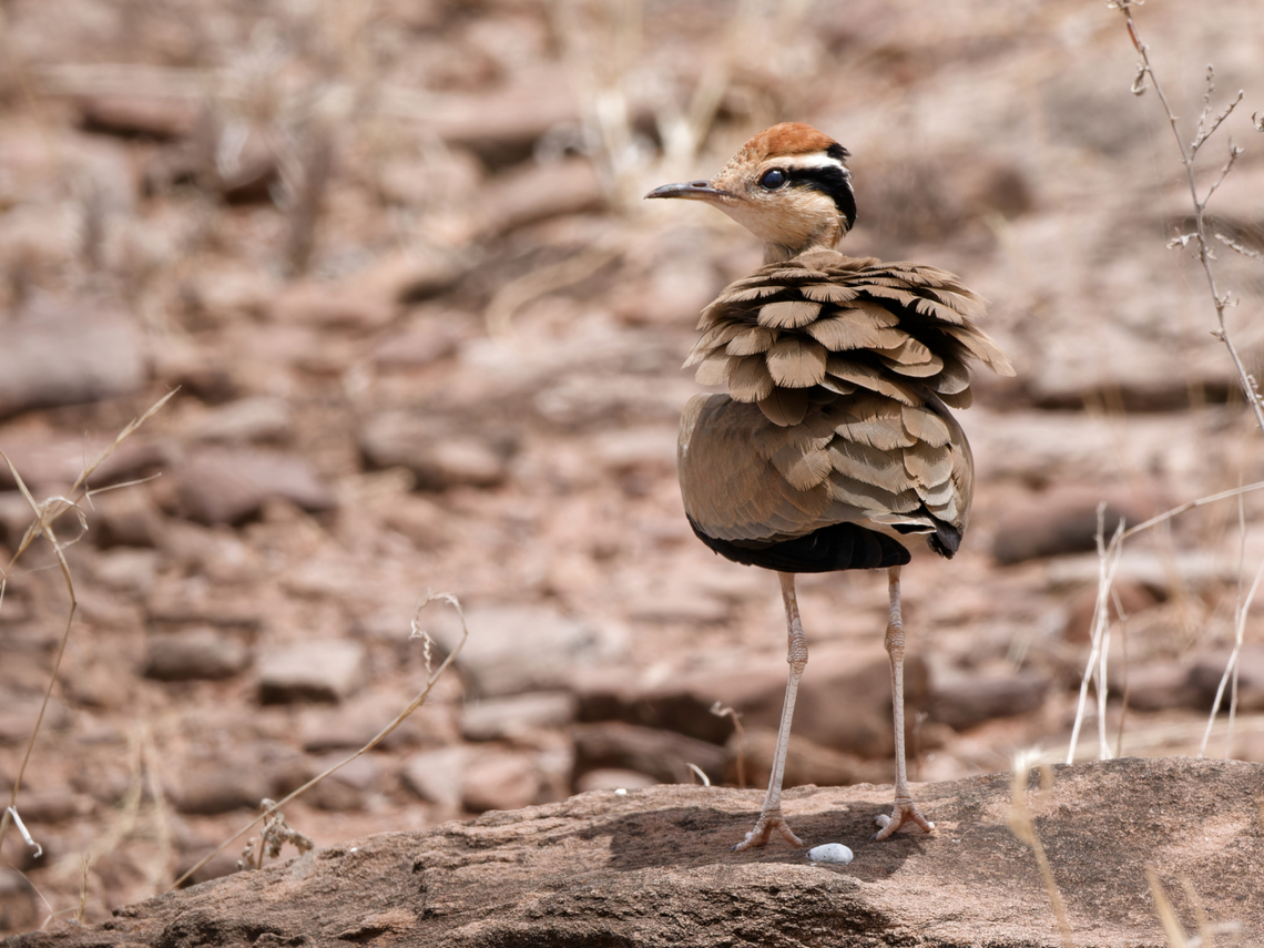 Temminck's Courser, Kenya  Cursorius temminckii,Geotagged,Kenya,Summer,Temmincks Courser