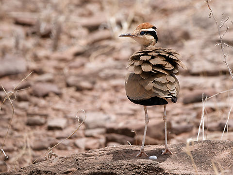 Temminck's Courser, Kenya  Cursorius temminckii,Geotagged,Kenya,Summer,Temmincks Courser