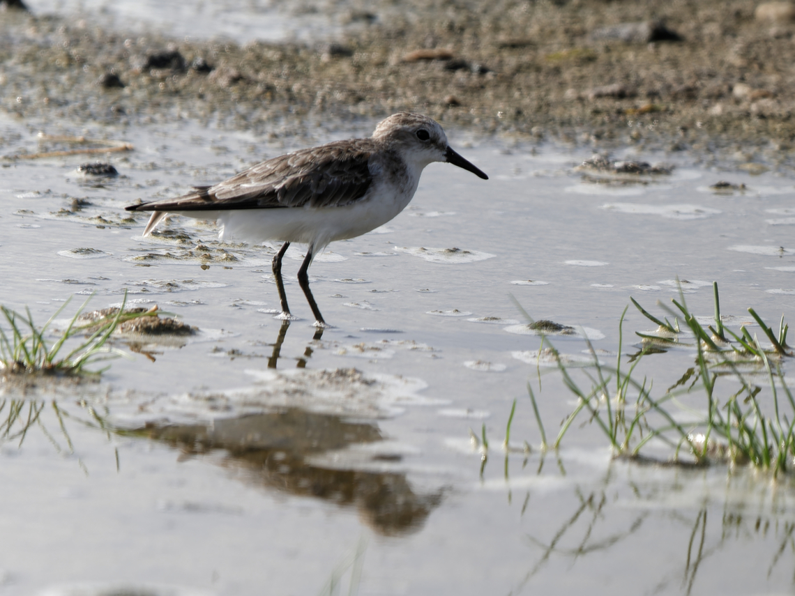 Temminck's Stint, Kenya  Calidris temminckii,Geotagged,Kenya,Temminck's stint,Winter