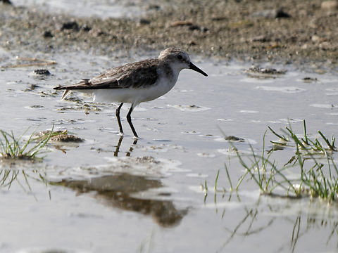 Temminck's Stint, Kenya  Calidris temminckii,Geotagged,Kenya,Temminck's stint,Winter