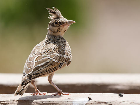 Thekla's Lark, Kenya  Galerida theklae,Geotagged,Kenya,Thekla's lark,Winter
