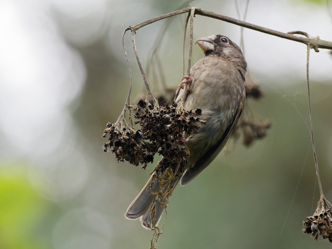 Thick-billed Seedeater, Kenya ssp. albifrons Crithagra burtoni,Geotagged,Kenya,Summer,Thick-billed seedeater