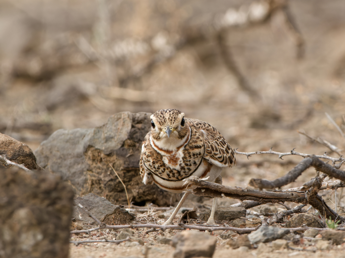 Three-banded Courser, Kenya  Geotagged,Kenya,Rhinoptilus cinctus,Three-banded courser,Winter