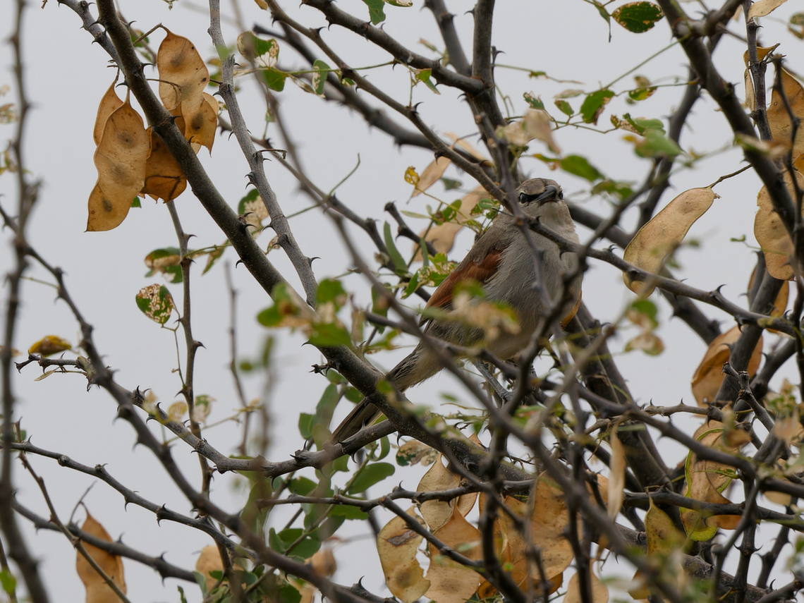 Three-streaked Tchagra, Kenya  Geotagged,Kenya,Tchagra jamesi,Three-streaked tchagra,Winter