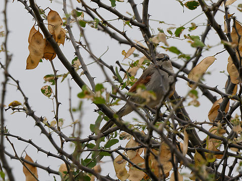 Three-streaked Tchagra, Kenya  Geotagged,Kenya,Tchagra jamesi,Three-streaked tchagra,Winter