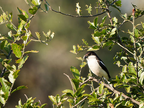 Tropical Boubou, Kenya Geotagged,Kenya,Laniarius major,Tropical boubou,Winter