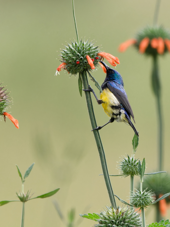 Variable Sunbird, Kenya  Cinnyris venustus,Geotagged,Kenya,Summer,Variable sunbird