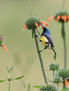 Variable Sunbird, Kenya  Cinnyris venustus,Geotagged,Kenya,Summer,Variable sunbird