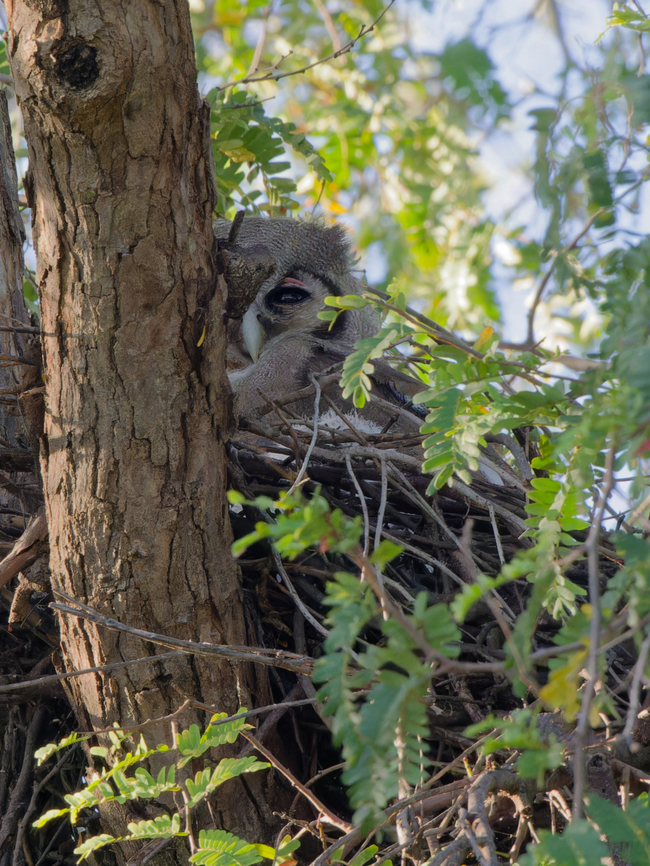 Verreaux's Eagle-owl, Kenya  Bubo lacteus,Geotagged,Kenya,Verreaux's eagle-owl,Winter
