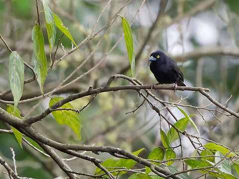 Vieillot's Black Weaver, Kenya  Geotagged,Kenya,Ploceus nigerrimus,Vieillot's black weaver,Winter