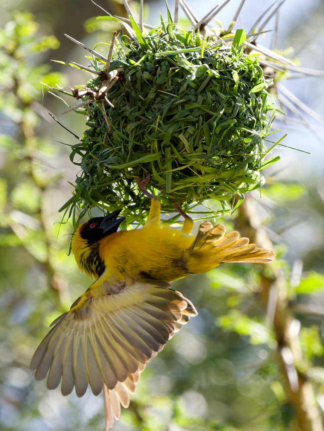 Village Weaver displaying on its nest, Kenya  Geotagged,Kenya,Ploceus cucullatus,Summer,Village weaver