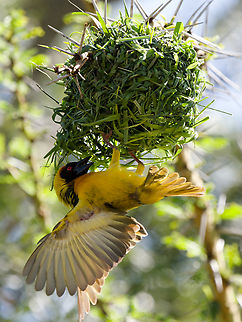 Village Weaver displaying on its nest, Kenya  Geotagged,Kenya,Ploceus cucullatus,Summer,Village weaver