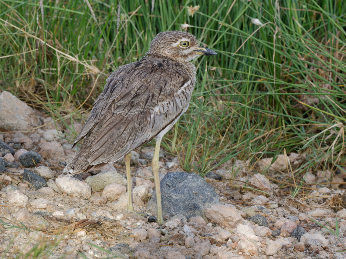 Water Thick-knee, Kenya  Burhinus vermiculatus,Geotagged,Kenya,Summer,Water Thick-knee