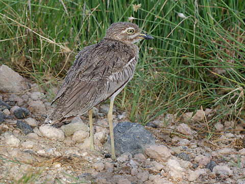 Water Thick-knee, Kenya  Burhinus vermiculatus,Geotagged,Kenya,Summer,Water Thick-knee