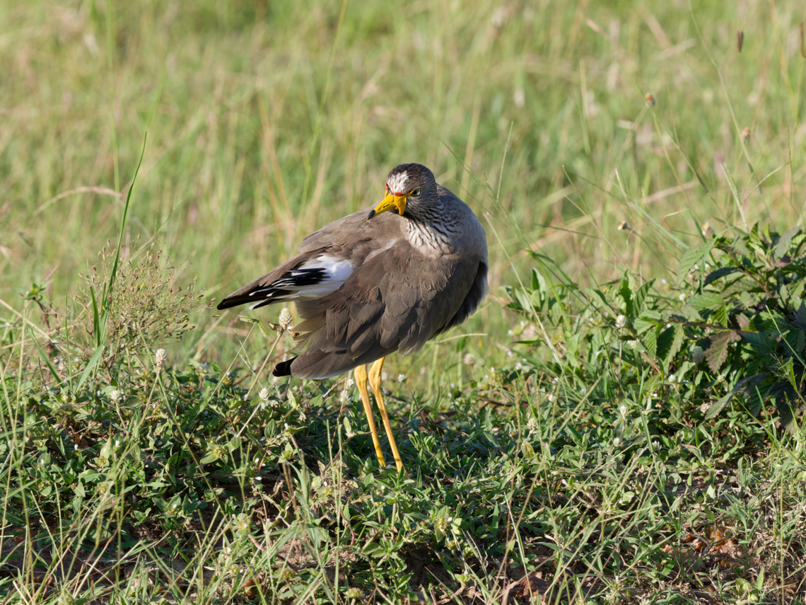 Wattled Lapwing, Kenya  African wattled lapwing,Geotagged,Kenya,Summer,Vanellus senegallus