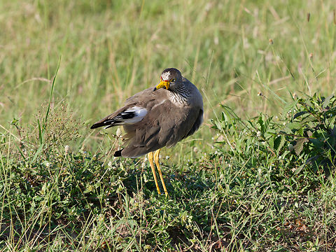 Wattled Lapwing, Kenya  African wattled lapwing,Geotagged,Kenya,Summer,Vanellus senegallus