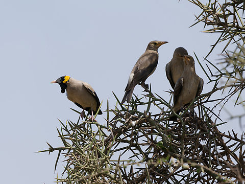 Wattled Starling, Kenya  Creatophora cinerea,Geotagged,Kenya,Summer,Wattled Starling