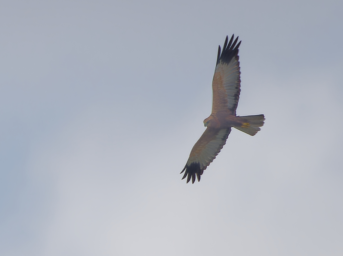 Western Marsh-harrier flying, Kenya  Circus aeruginosus,Geotagged,Kenya,Summer,Western marsh harrier